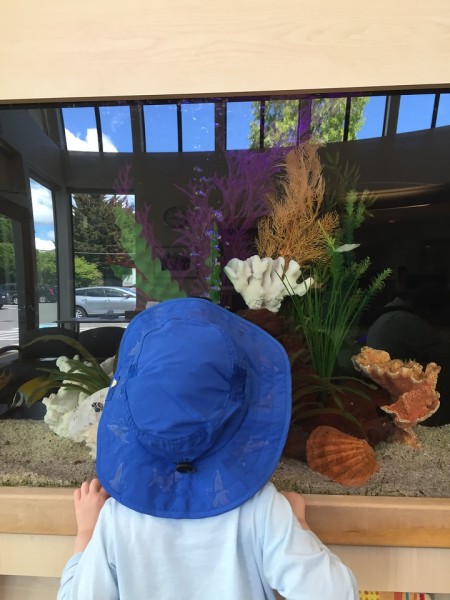 Young child looking at fish tank while wearing blue sun hat