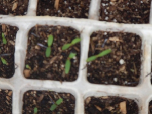 Seeds sprouted in connected containers