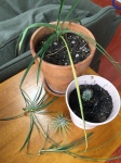 Houseplants for kids spider plant, cactus, air plant