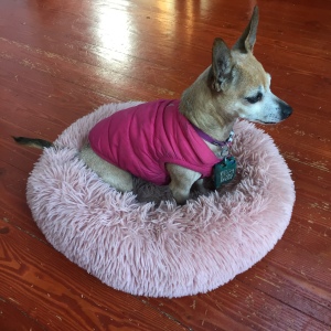 Nononfish pink donut pet dog bed with chihuahua mix dog wearing puffy hot pink jacket