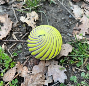 Yellow spizzy ball on ground with leaves and small plants