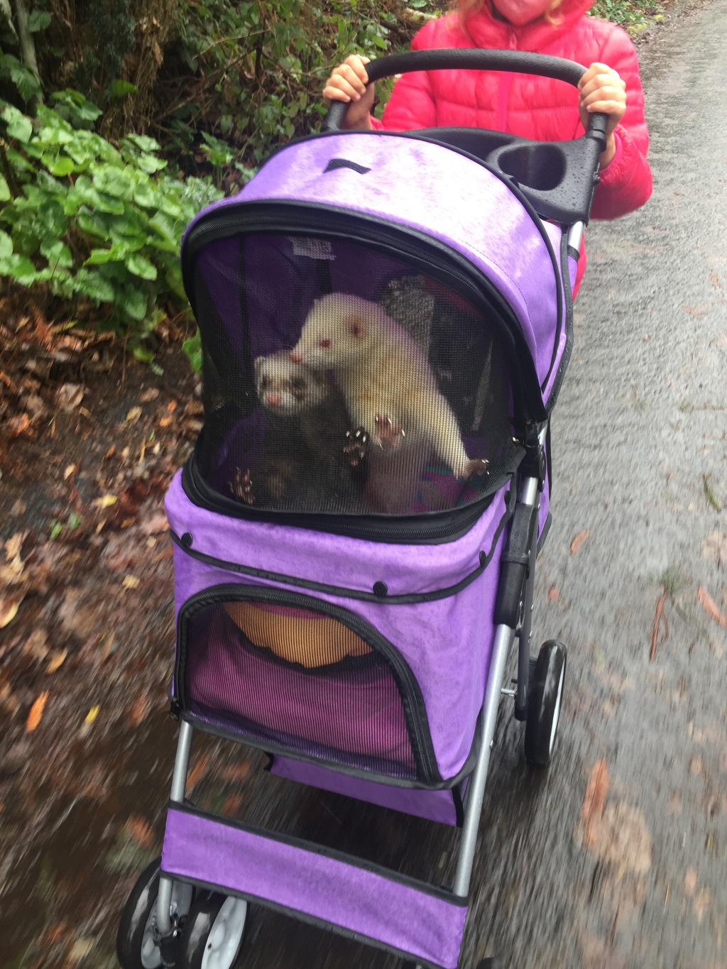 Paws and Pals Pet Stroller in purple lavender with two ferrets riding inside